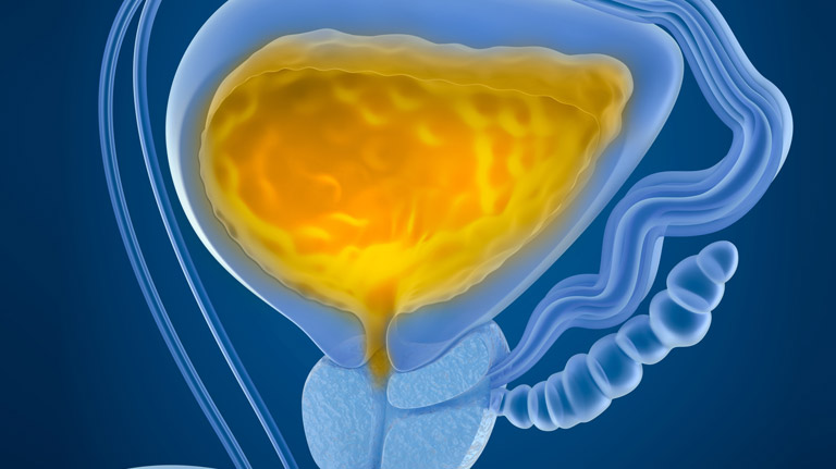 Anatomical-Diagram-of-Urinary-Bladder