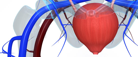 Human-Bladder-Diagram