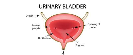 Urinary-Bladder-Model