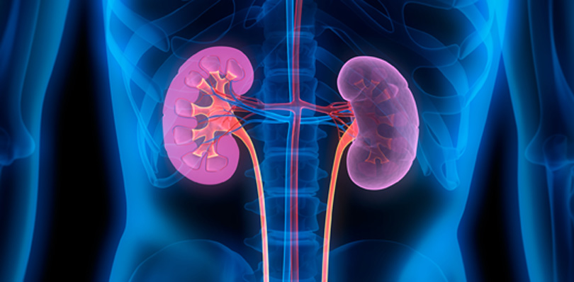 medical-concept-of-kidneys-best-urology-specialist-in-Orange-County